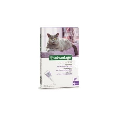 Advantage chat 80 spot on solution 0ml8 x4