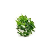 Marque verte ortie piquante plante, 50 g de tisane en vrac