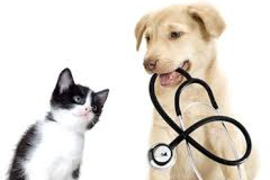 Conseils en pharmacie vétérinaire